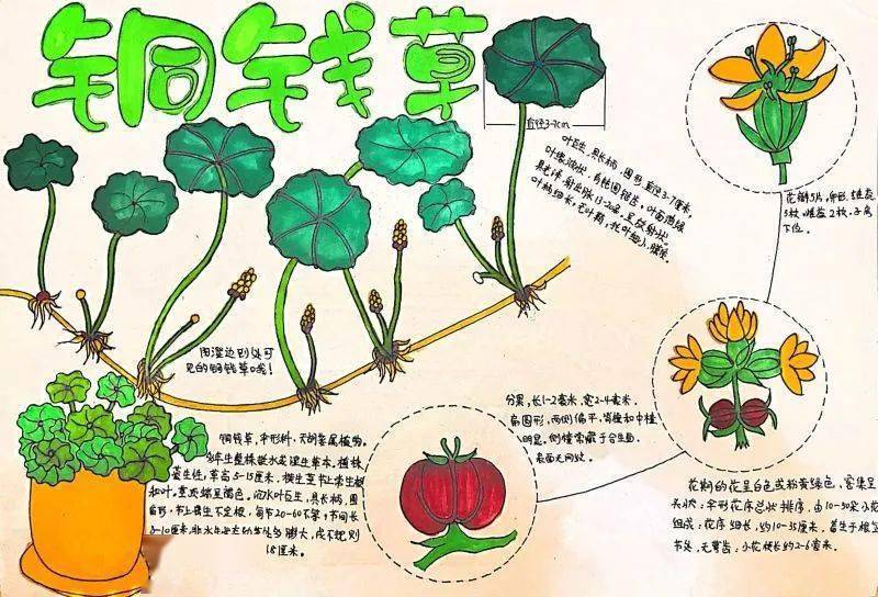 刘昱棨《阳澄湖畔铜钱草》曾允菲《莲》罗瑾晞《青蛙成长过程》霍任烁