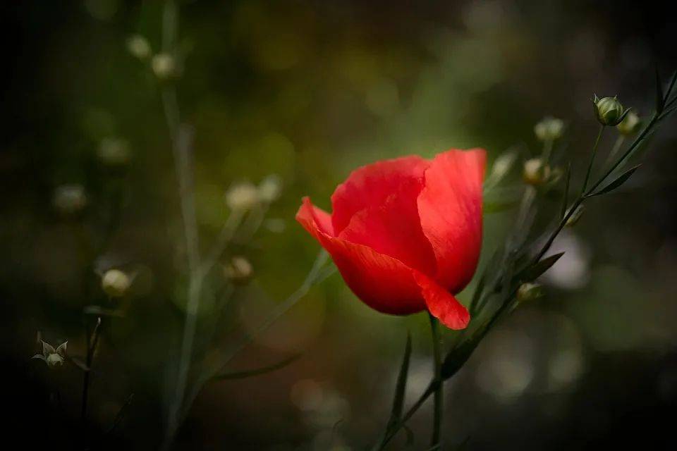 连涨7年的集成灶市场,今年突然开始洗牌了!-家电圈官网