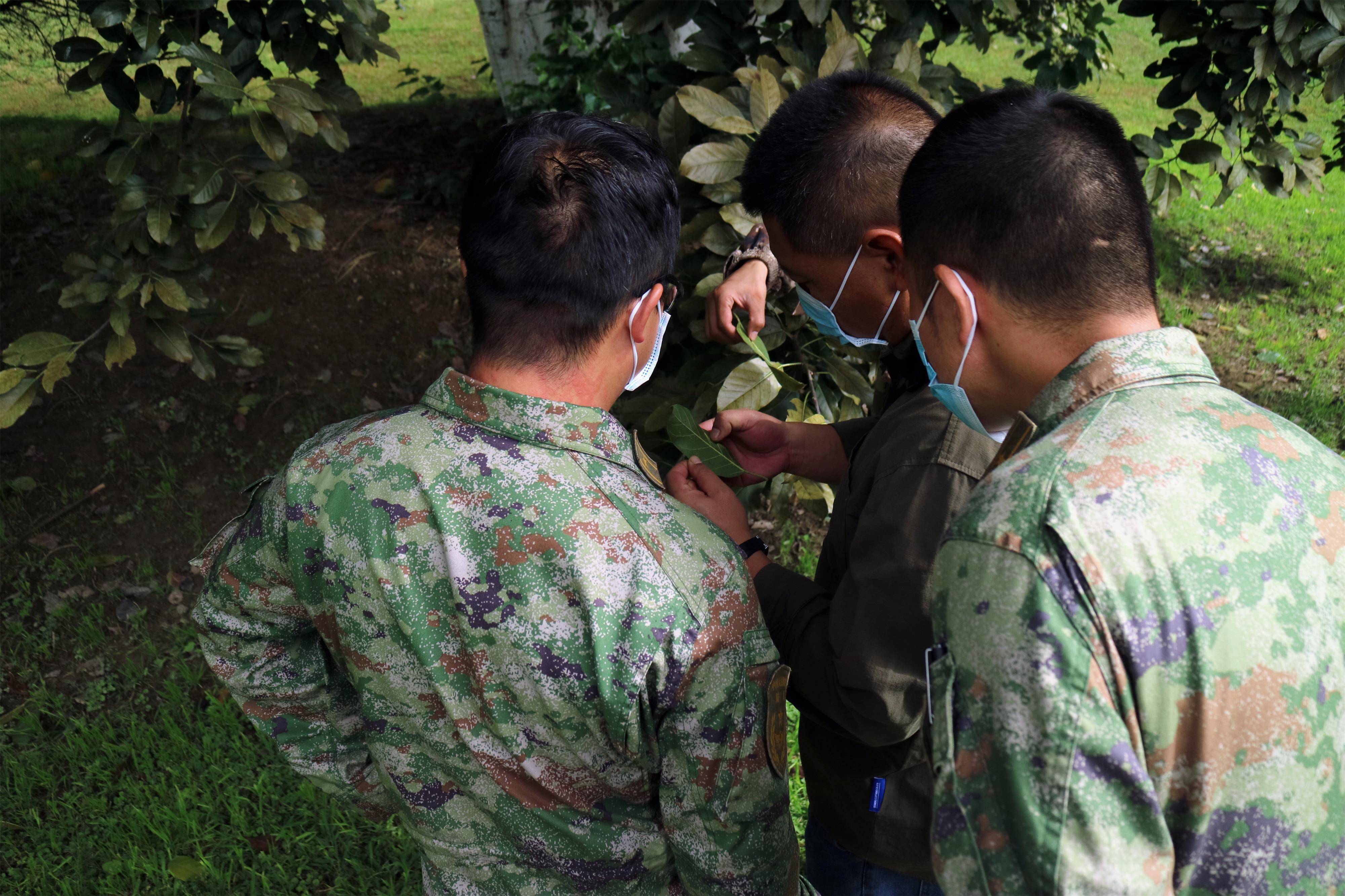 指导防治病虫害 为民服务解难题_单位_群众_林业
