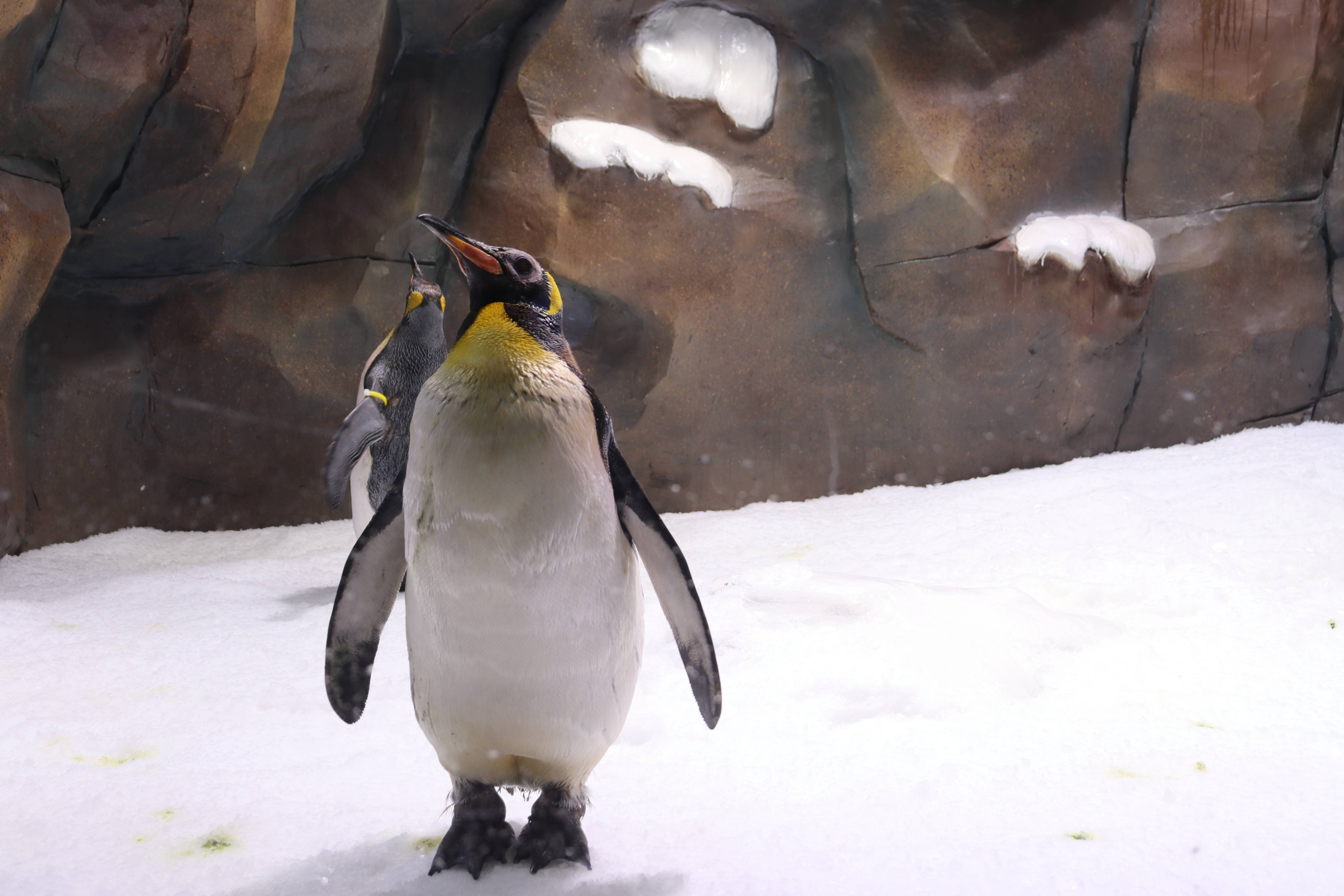 极地绅士"企鹅"安稳入住郑州海洋馆_动物_进行_世界