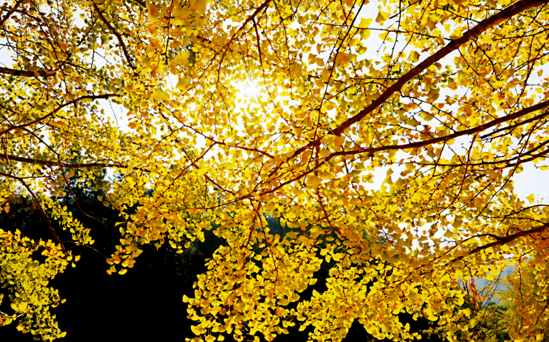 帽子峰景区百棵银杏树等你来认养→_南雄_旅游_大道