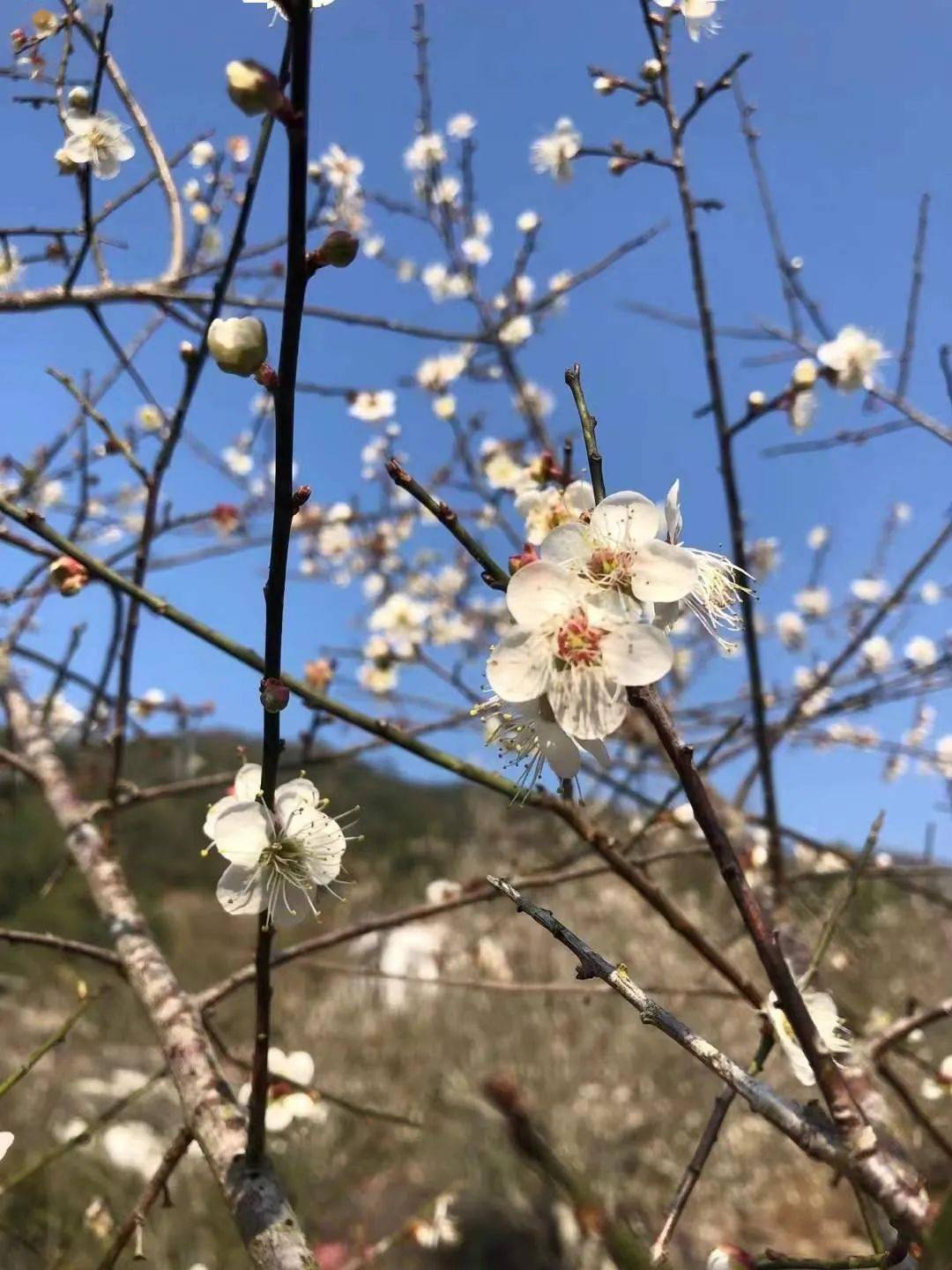 去天露山賞萬畝梅花,暢遊梅溪古鎮,探險無憂谷棧道!_玻璃_項目_青山