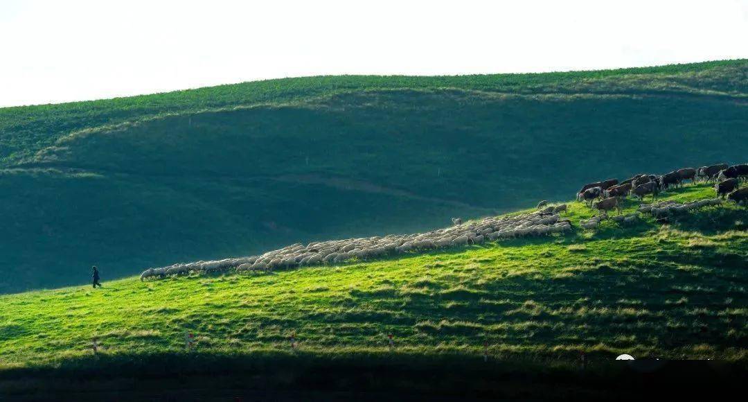 在海拔2700米的毕节市威宁自治县雪山镇灼圃草场上,是一片辽阔的高山