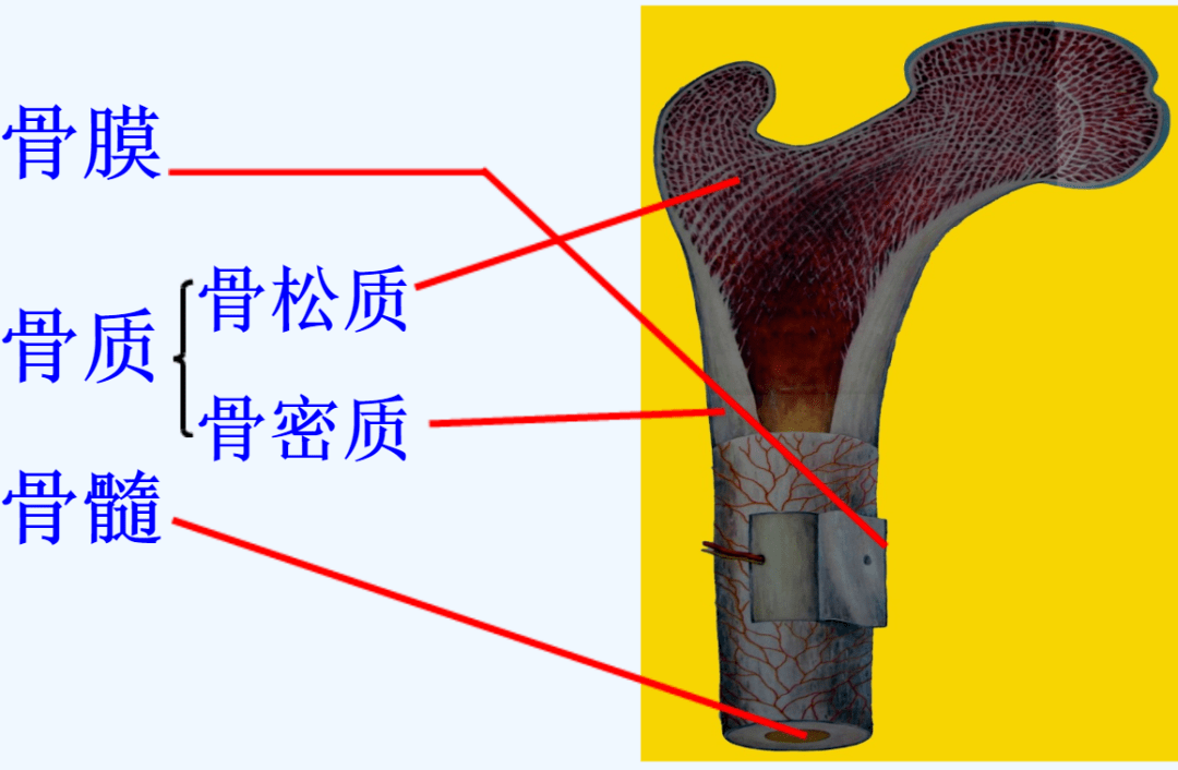 骨皮质松质骨示意图图片