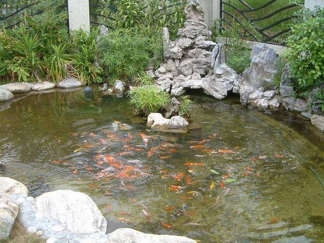 农村养殖观赏鱼,鱼池如何修建以及怎样消毒杀菌更有效?