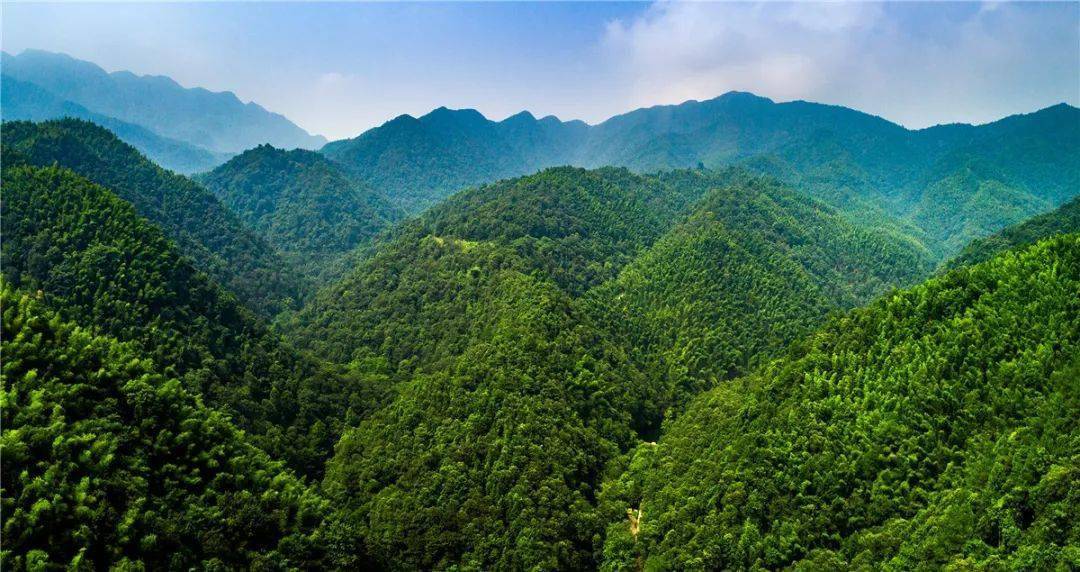 吴城乡万亩枳壳基地资溪竹林南昌市象湖湿地公园省林业局党组专题学习