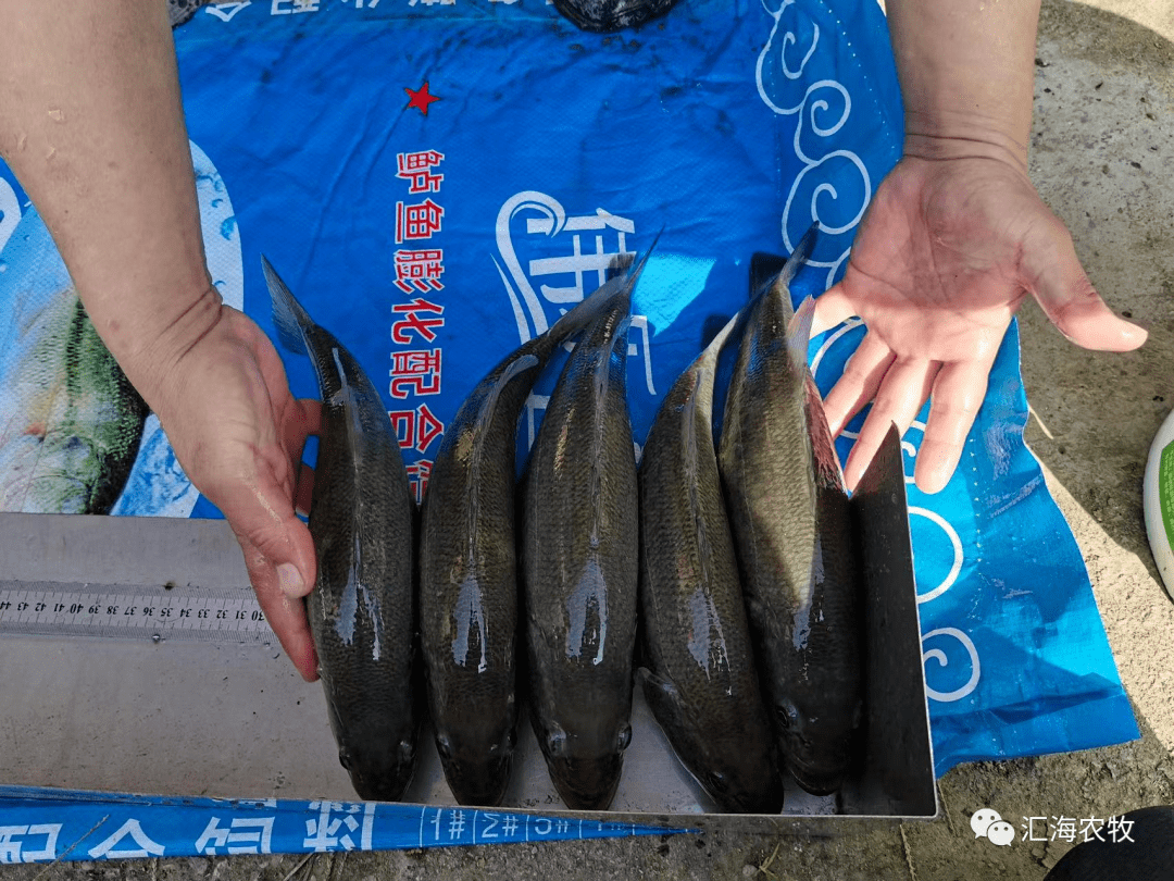 吃鱼好处多,吃鱼支撑人体三道免疫防线!_蛋白质_基本_细胞