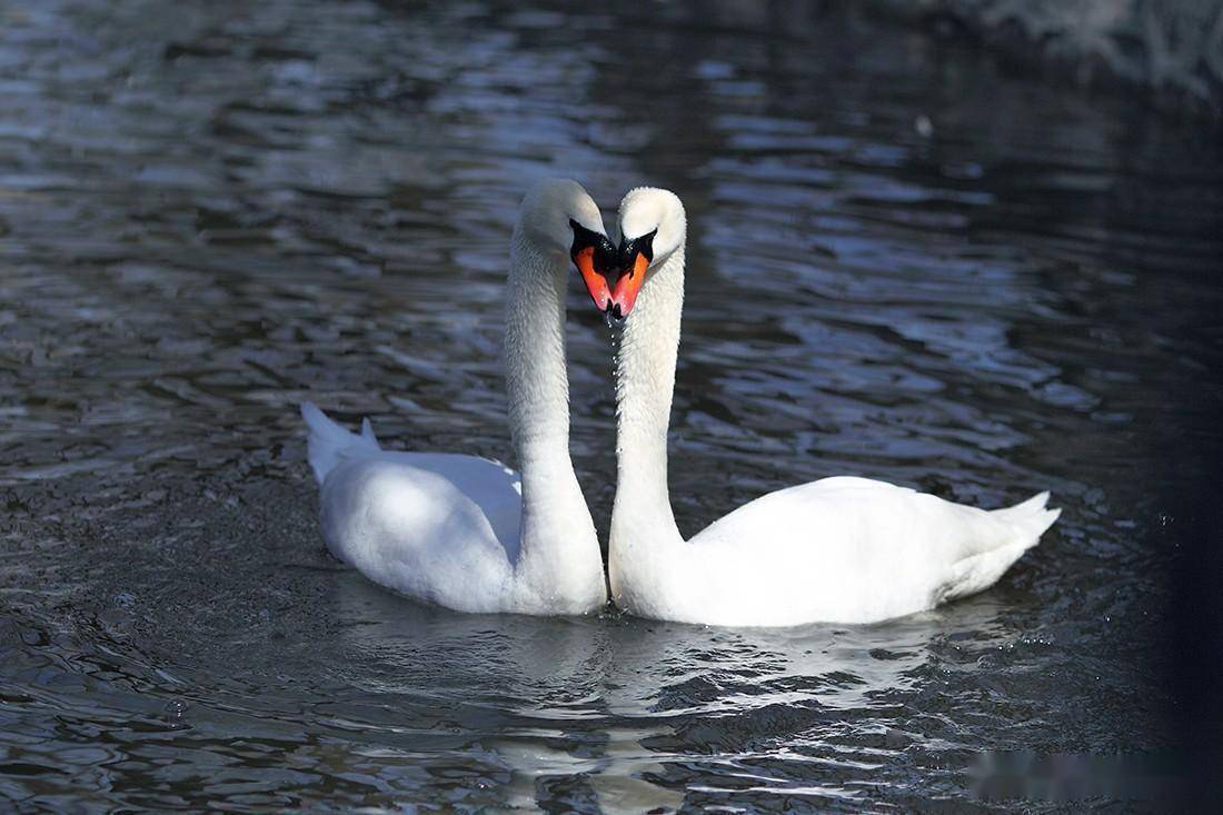 大天鹅 小天鹅 疣鼻天鹅_繁殖_内蒙古_中国