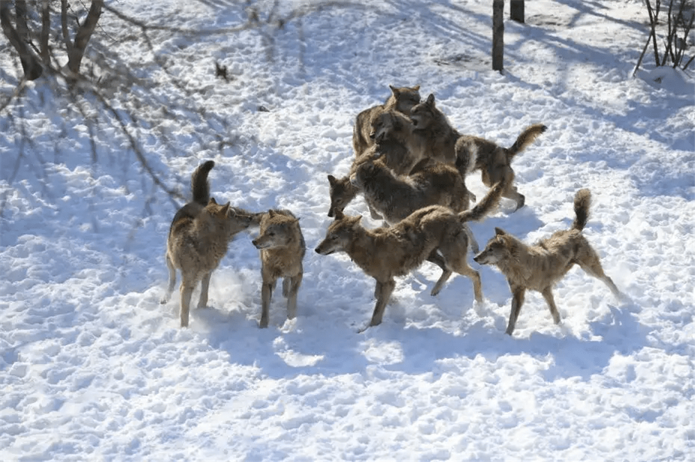 内蒙古一只小狼,跑去抓野兔掉进冰窟窿,母狼唤来公狼,救它出洞