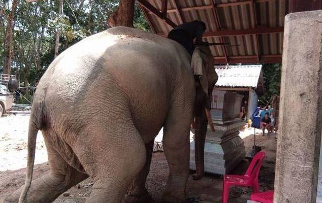 男子去世後,一隻大象突然闖進他的葬禮,真相卻讓人動容_什麼_動物園