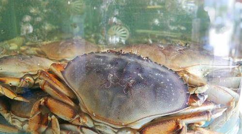 了解下太子蟹与面包蟹有什么不同_肉质_水域_美国