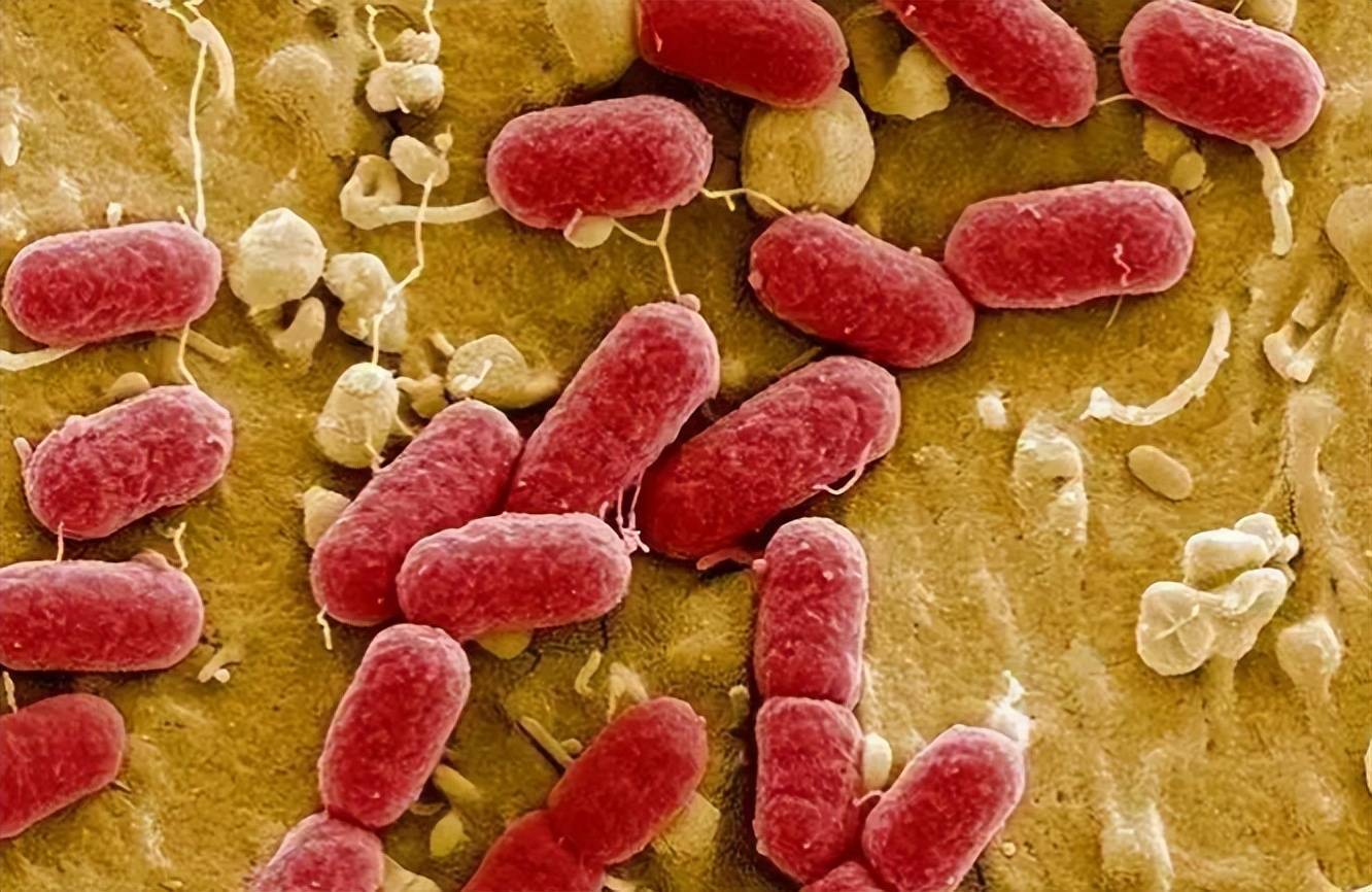 告诉你,它就在我们身边_检测_粪便_细菌