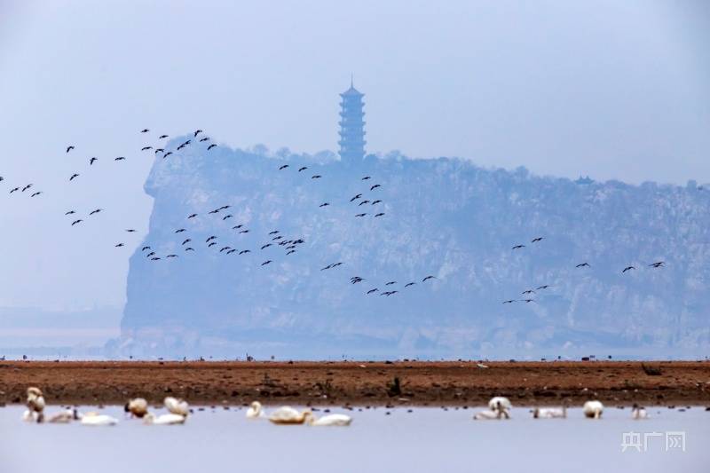 鄱湖湿地波光镜影 候鸟翔集显生趣_湖口_鄱阳湖_张玉