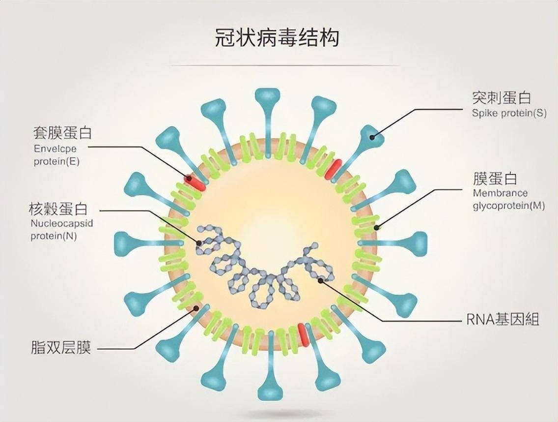 看完秒懂！抗原自测全流程操作方法和注意事项，收好备用！