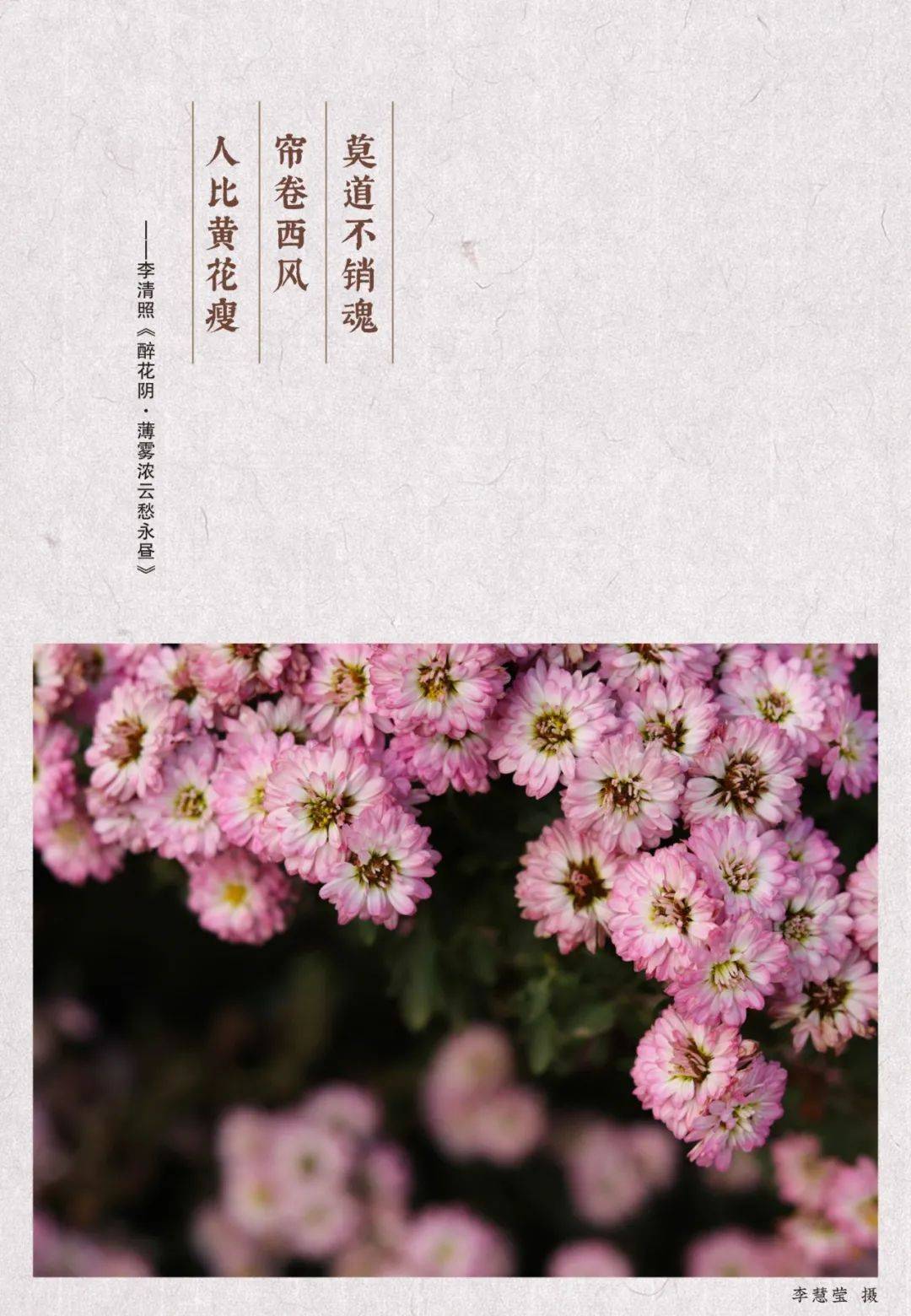 【廉潔文化】修籬種菊,守一季流年清歡_淡泊_菊花_寒風