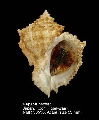 寻宝深圳市海之洋贝壳博物馆 │ 初识红螺_中国_扩张_学名