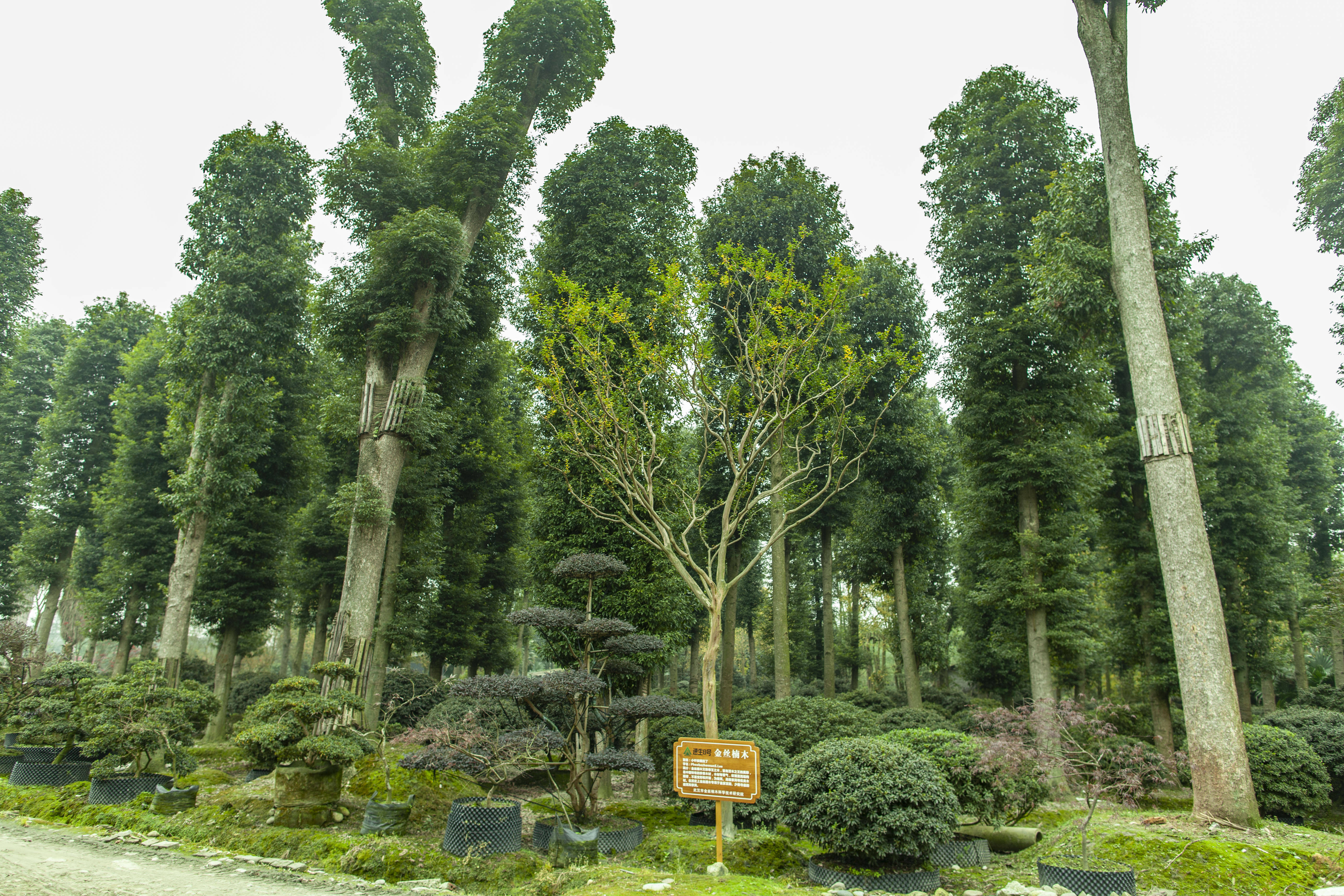 金丝楠木小叶桢楠树苗 种植前景分析