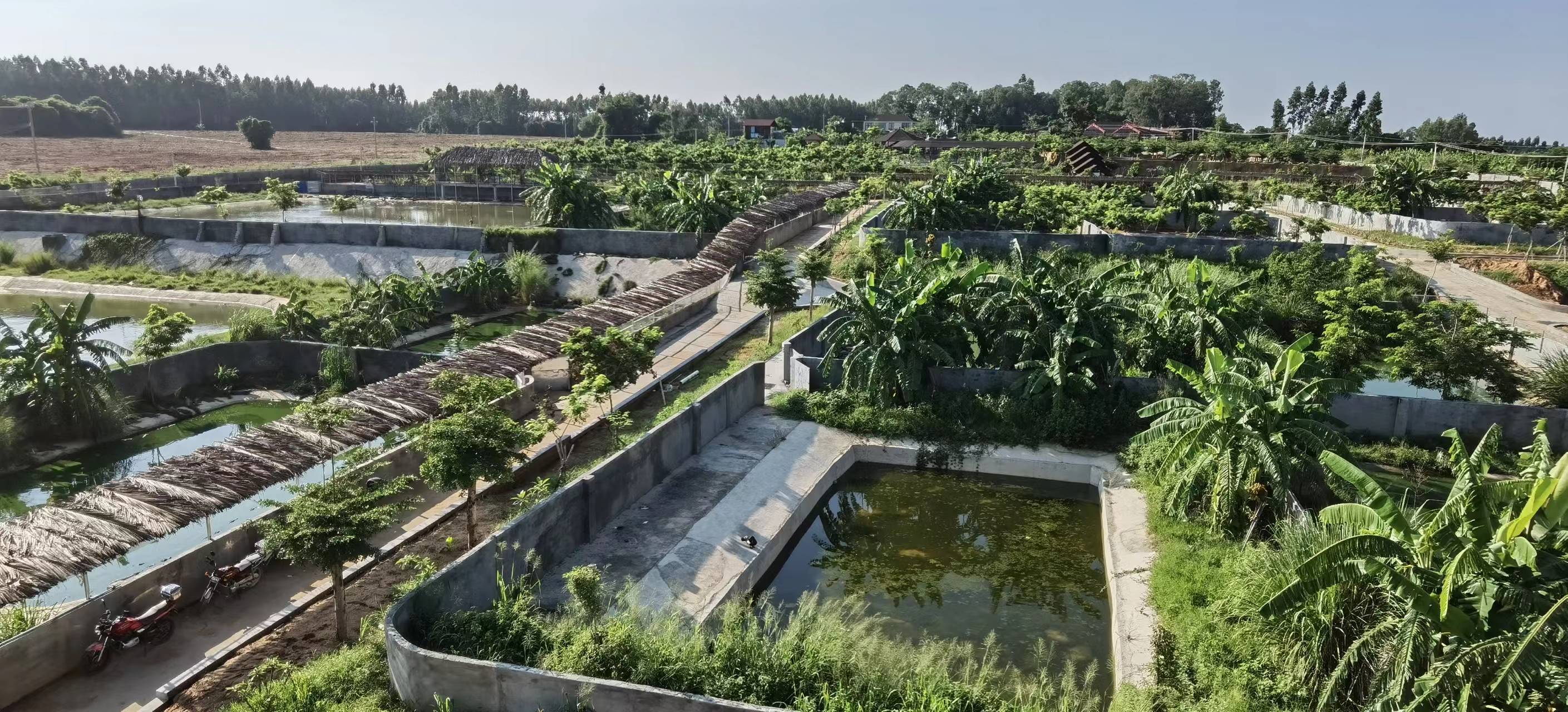 鳄鱼养殖场的建造图图片