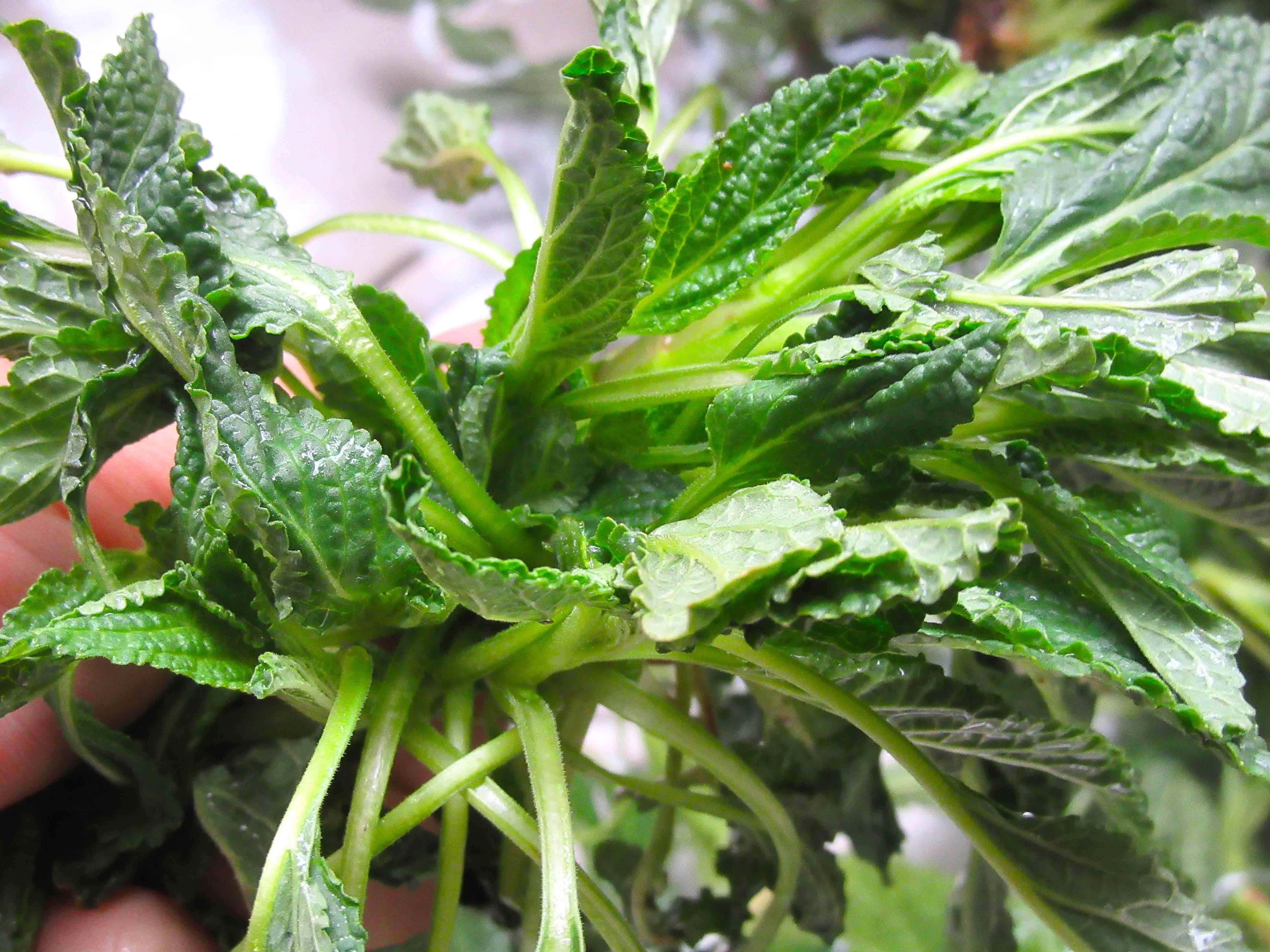 这种草既可作蔬菜食用,又可作药材食用,农村人常用
