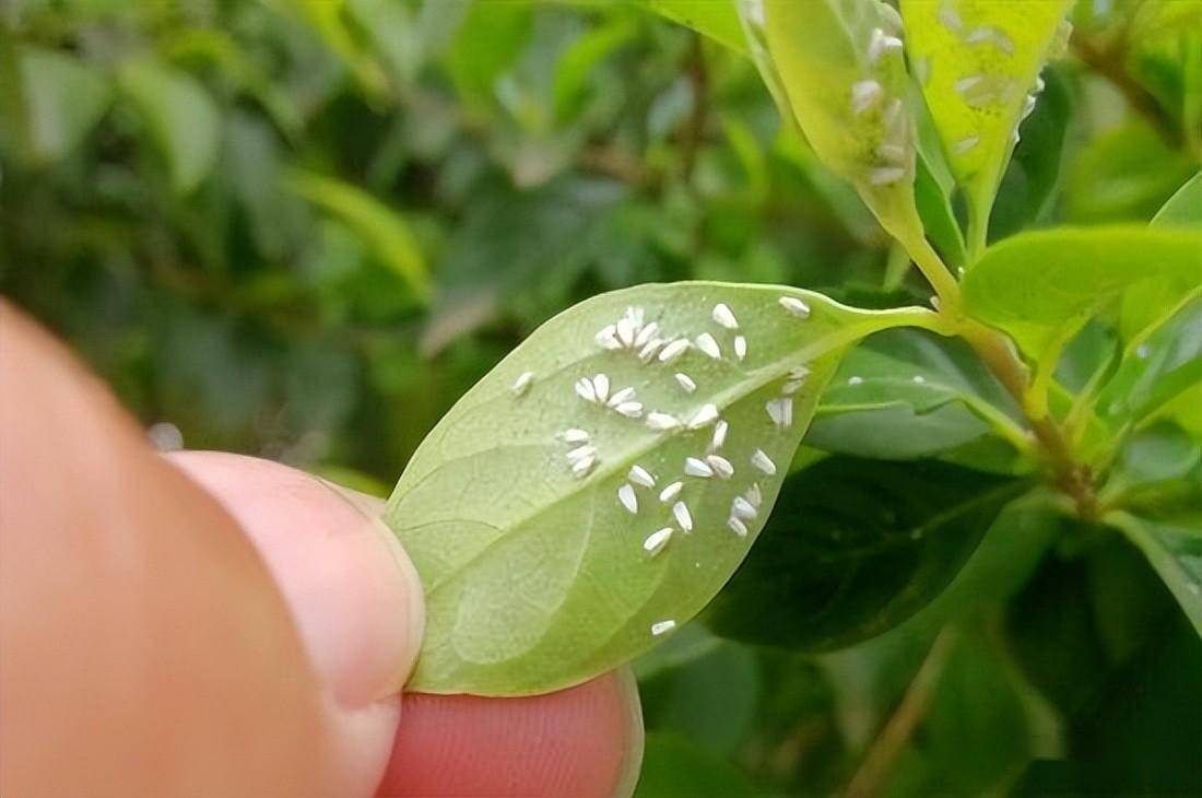 白螨虫图片植物图片