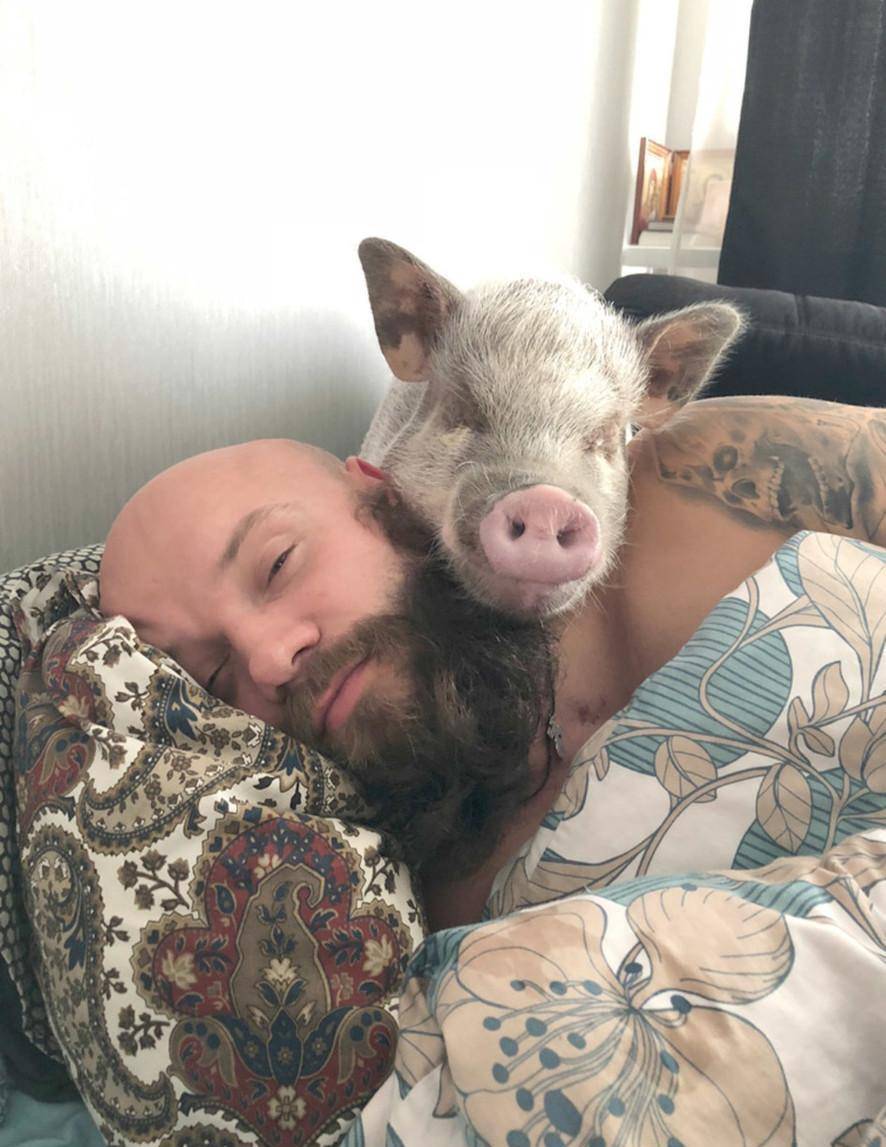 男人抱着猪睡觉的照片图片