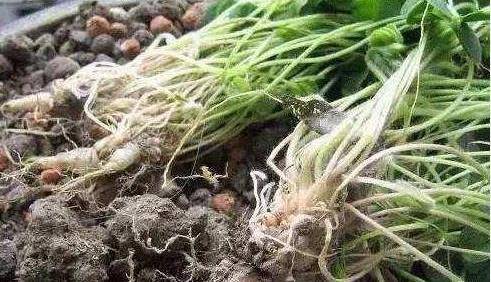 说我们称之它会叫三叶草或者是"水晶萝卜"属于草本植物,而且开的花是