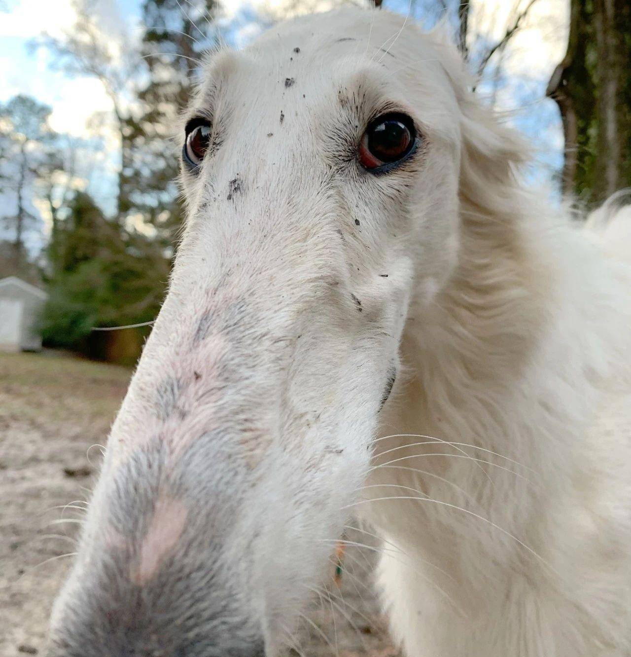 这类牧羊犬你见过吗?鼻子长达31公分,网友:确定不是修的图?