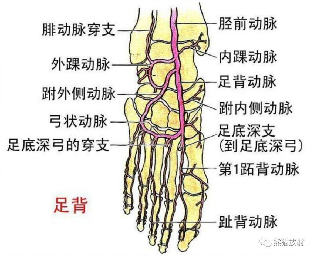 下肢动脉及其分支图图片