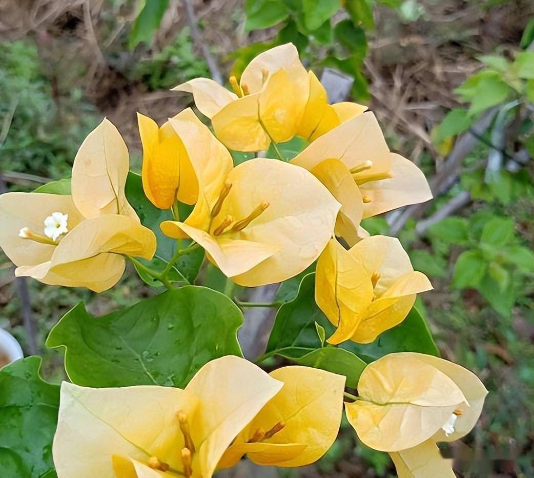 三角梅品种绿叶浅黄和加州黄金_cm_绿色_先端