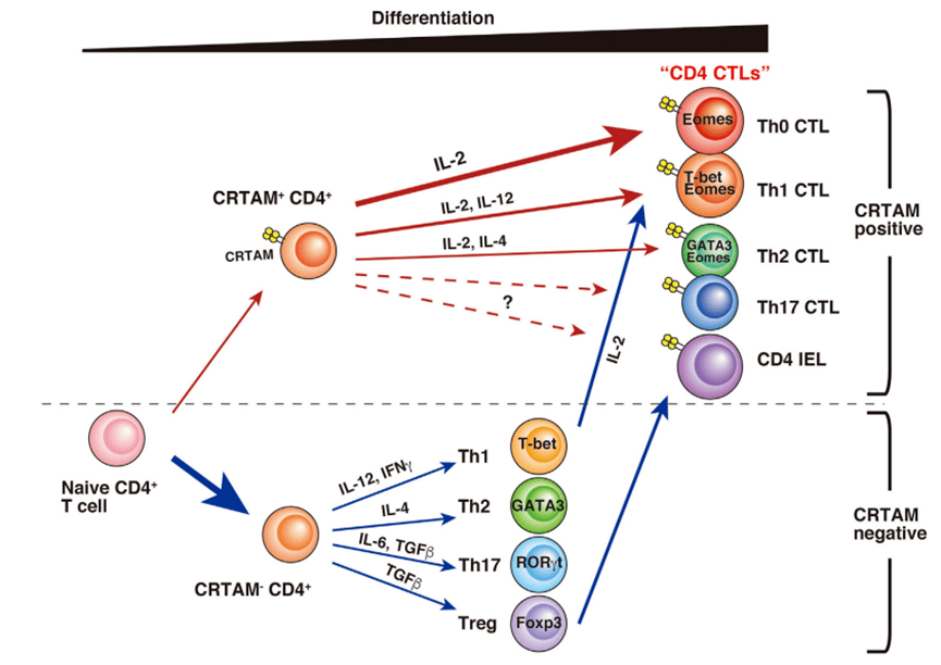记忆th细胞会多次被重新激活,最终向cd4 ctl的分化