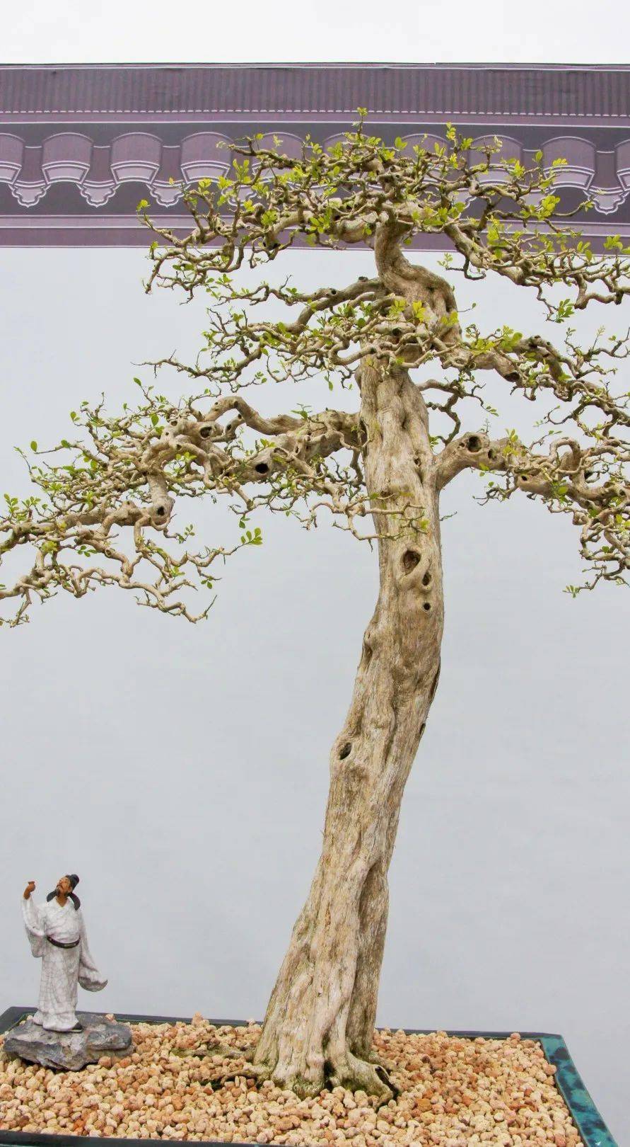 赏花,赏景,赏园,处处有你好看_盆景_中山_广东省