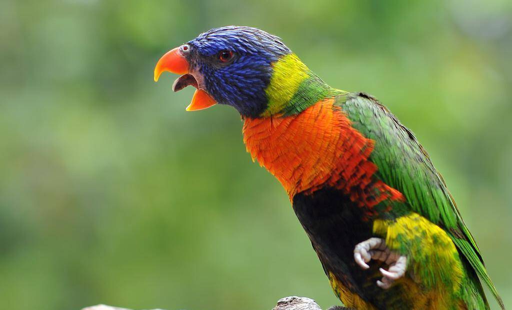 7个须知 让您更了解自己的鹦鹉_叫声_动物_交流