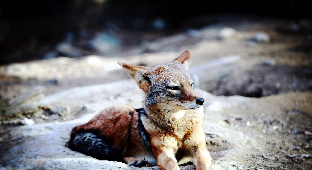 一只非洲野狗和胡狼组成狩猎联盟,还抢着当胡狼幼崽的干妈_索罗_鬣狗
