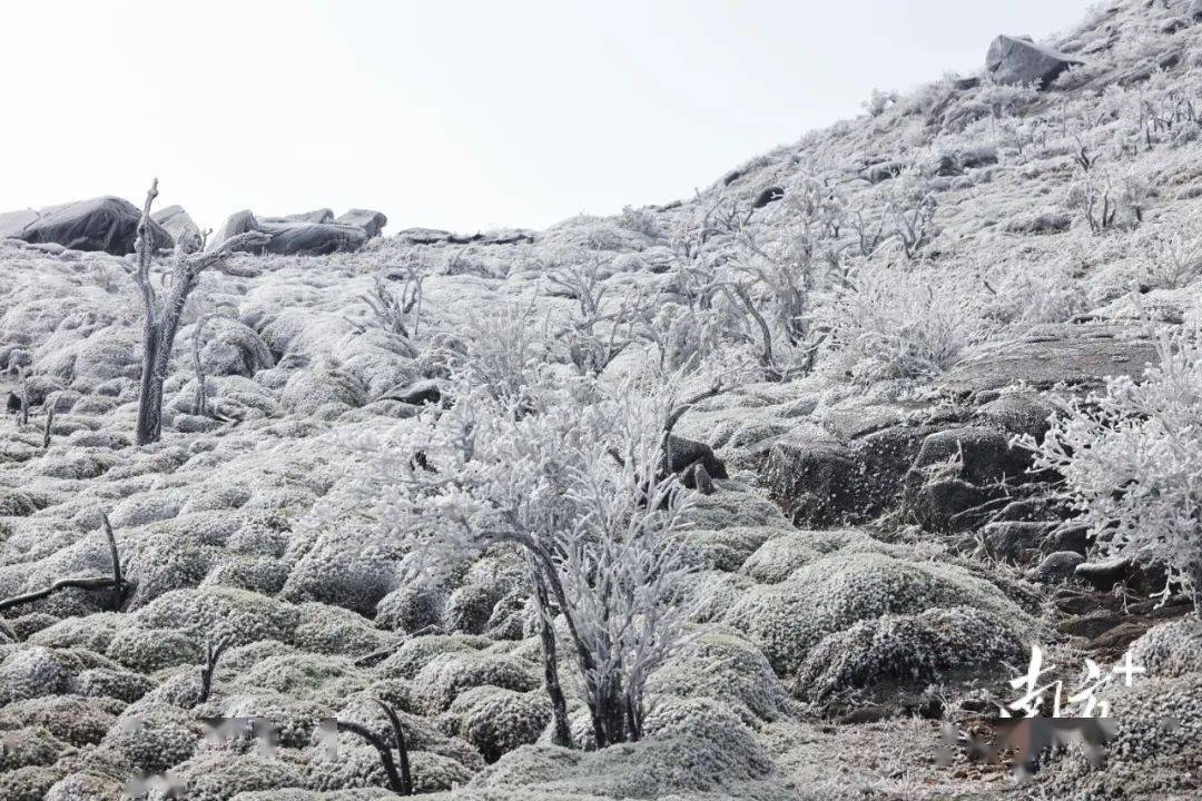 看雪啦，韶关“下雪”啦！广东多地现“雪树银花”