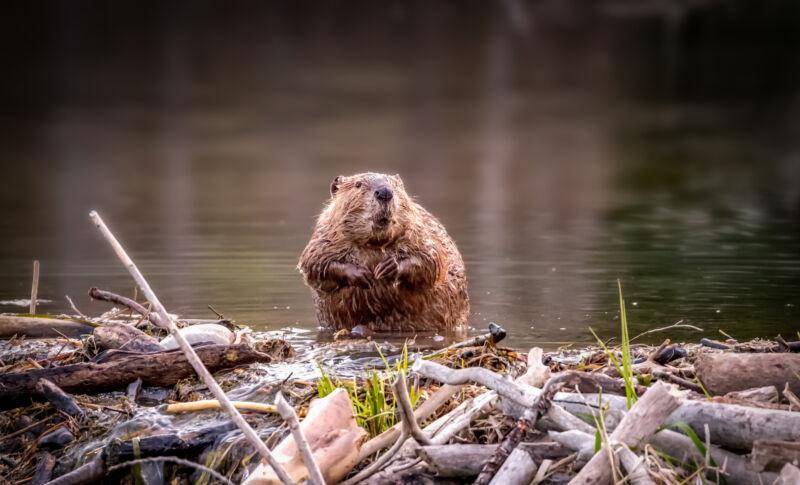 海狸,进军北极——以1万多个水坝重修苔原,再塑地貌_北美_池塘_保护