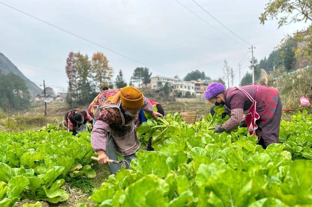 斷杉鎮:梅菜豐收 村民收穫