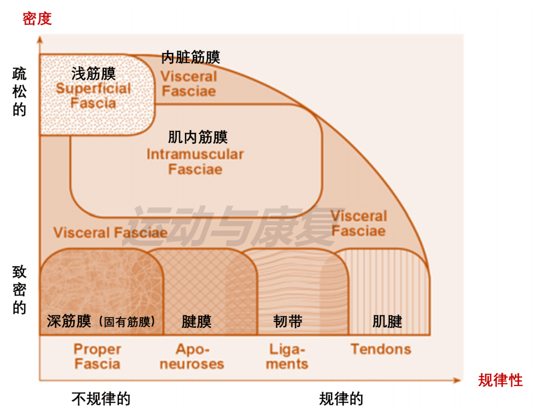 [ 筋膜放松时发生了什么?