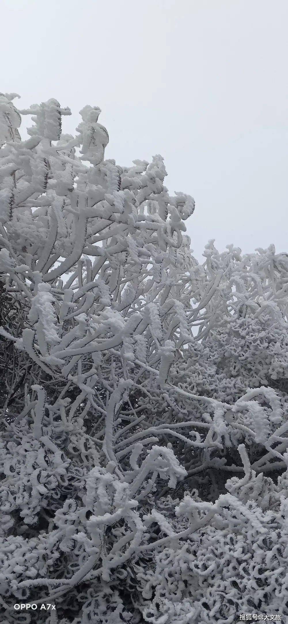 一夜入冬！云南大理鸡足山景区迎来今冬首场降雪！