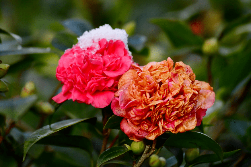 【诗词鉴赏】冬日里的山茶花,有关山茶的诗词,让心中充满暖意!