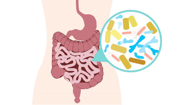 北平说 | 肠道菌群失调知多少?_抗生素_阿姨_症状