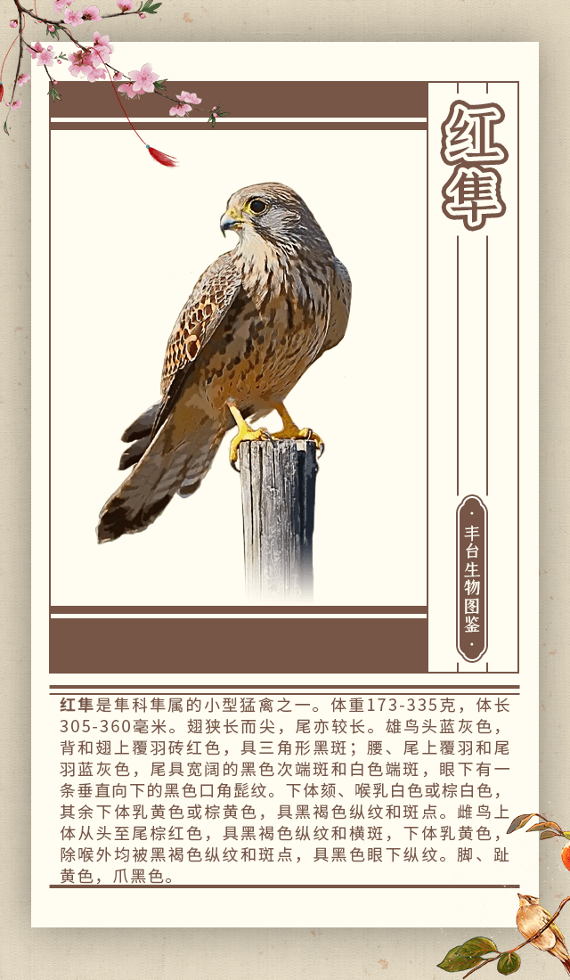神奇生物在丰台丨红隼_横斑_黑色_白色