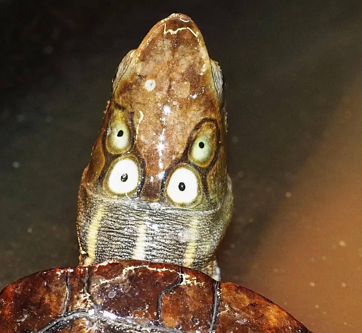 眼斑龟属:大自然赋予的神奇眼睛,美丽而特别