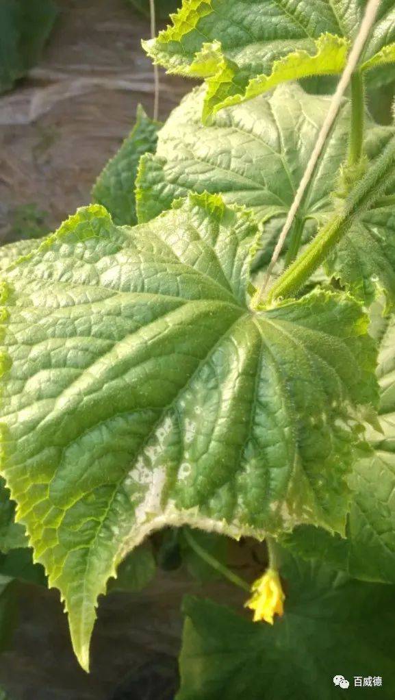 蔬菜叶缘发黄,究竟是咋回事,又该如何管理_危害_防治_方法