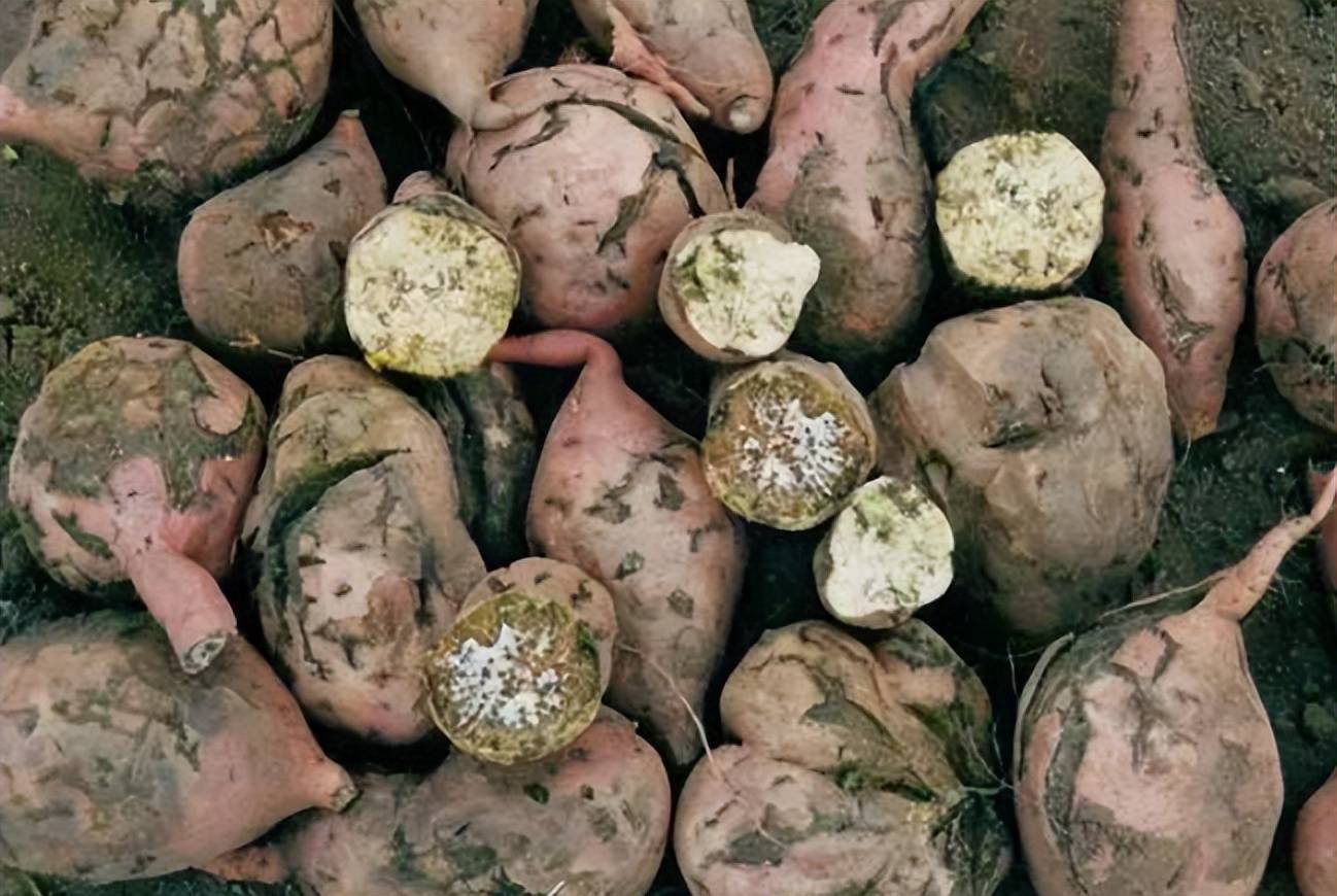 农民种植红薯,连续几年发生"怪病",背后竟是寄生虫在作祟?