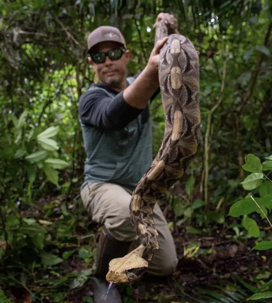 鼓腹咝蝰分布范围几乎遍布整个非洲,除了非洲的沙漠地
