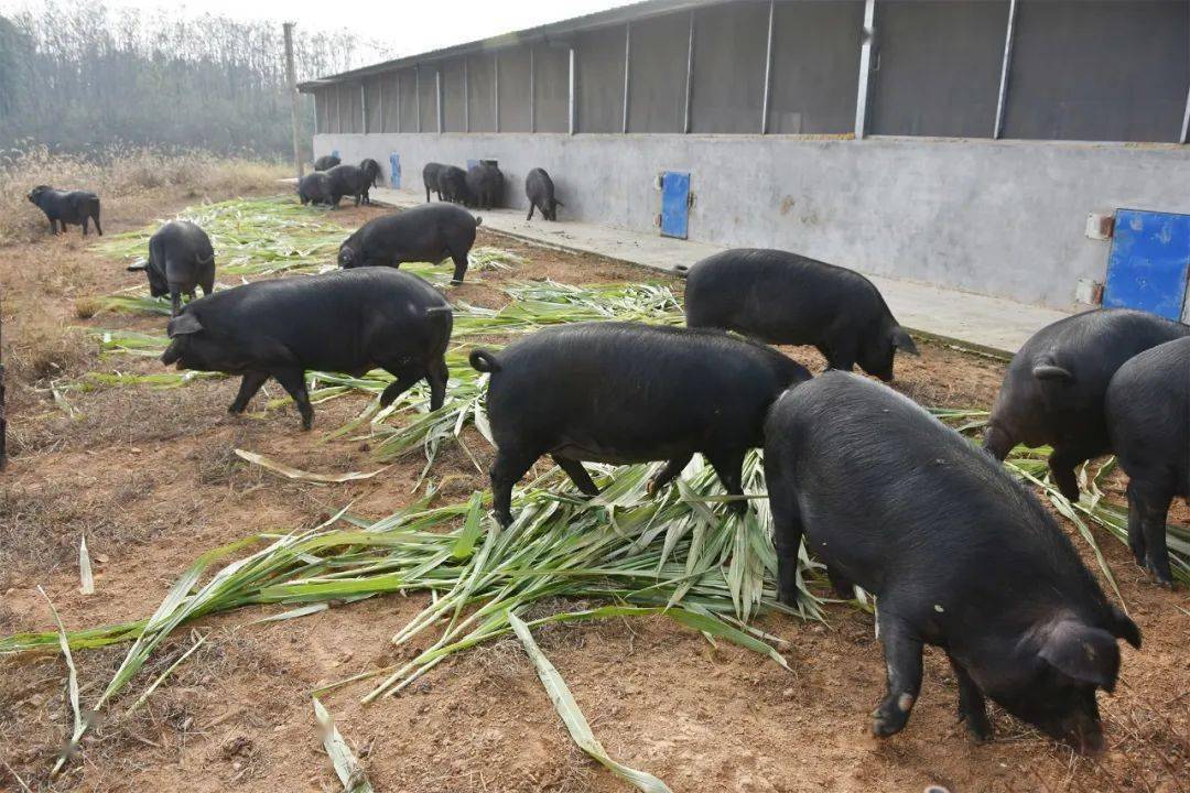 湖南宁乡黑猪养殖基地图片