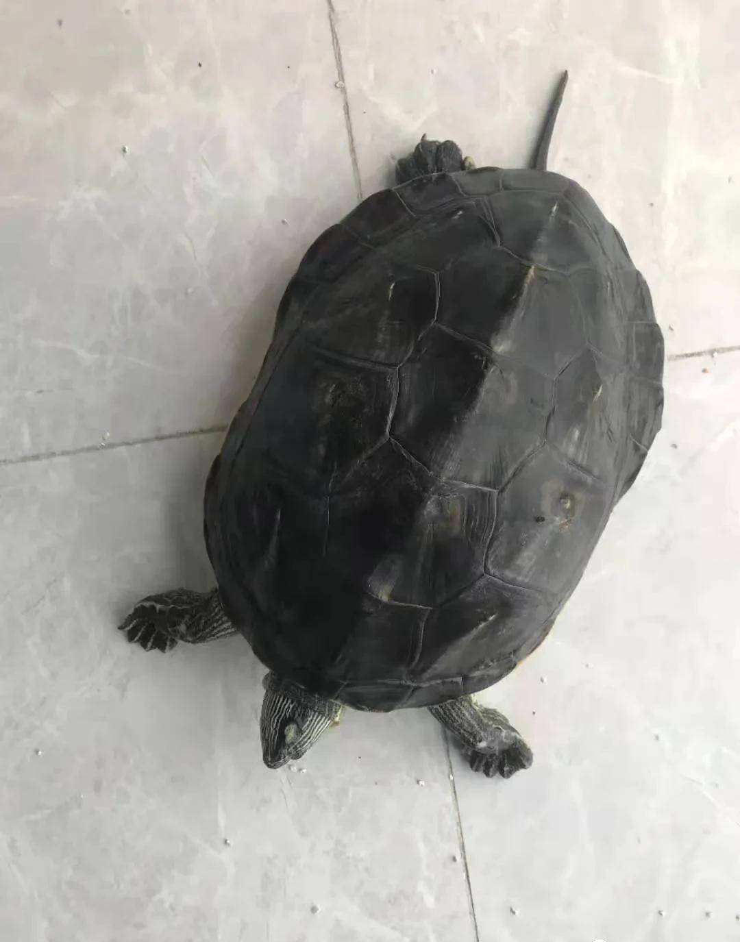 注意工地神龟已经不限于鳄龟了