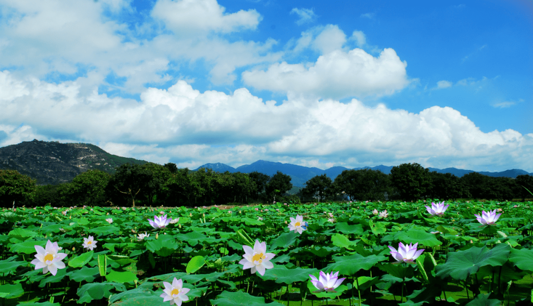 同安莲花村景点图片