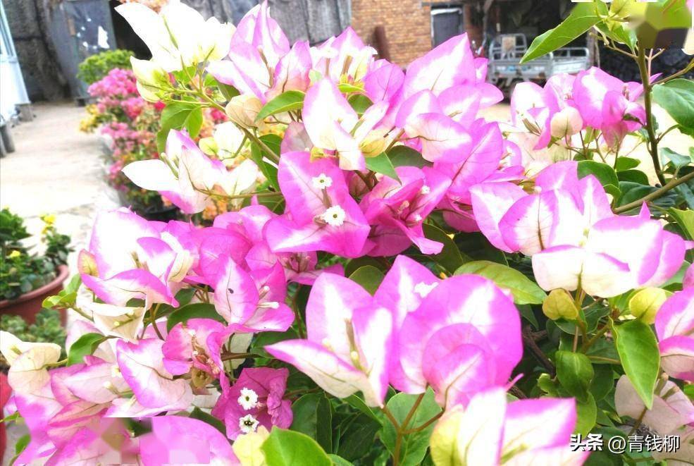 三角梅品种绿叶樱花和口红_绿色_先端_白色