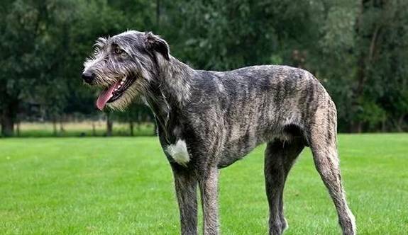 关于爱尔兰猎狼犬品种的六个有趣事实!_猎犬_威胁_特征